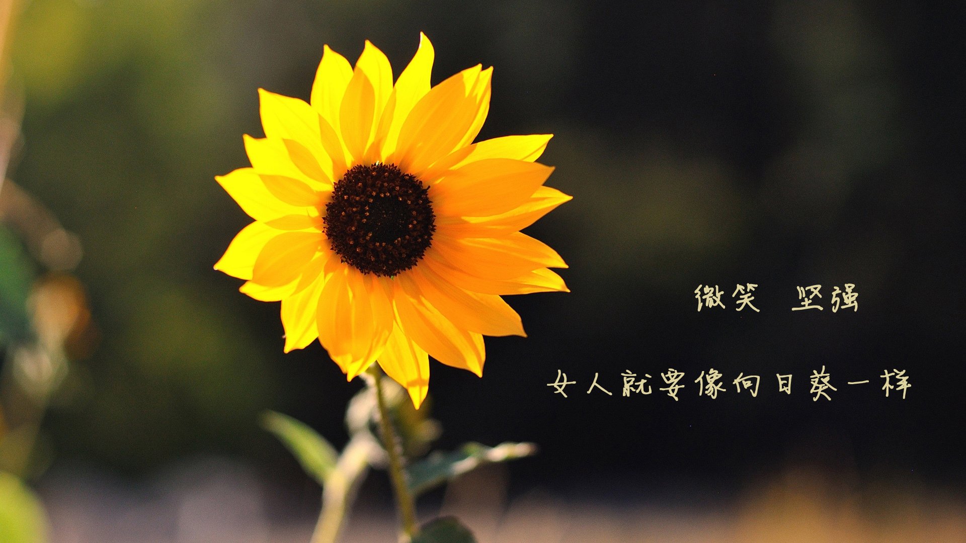欧洲赛事轮换是否影响联赛主力表现，欧洲联赛转会汇总