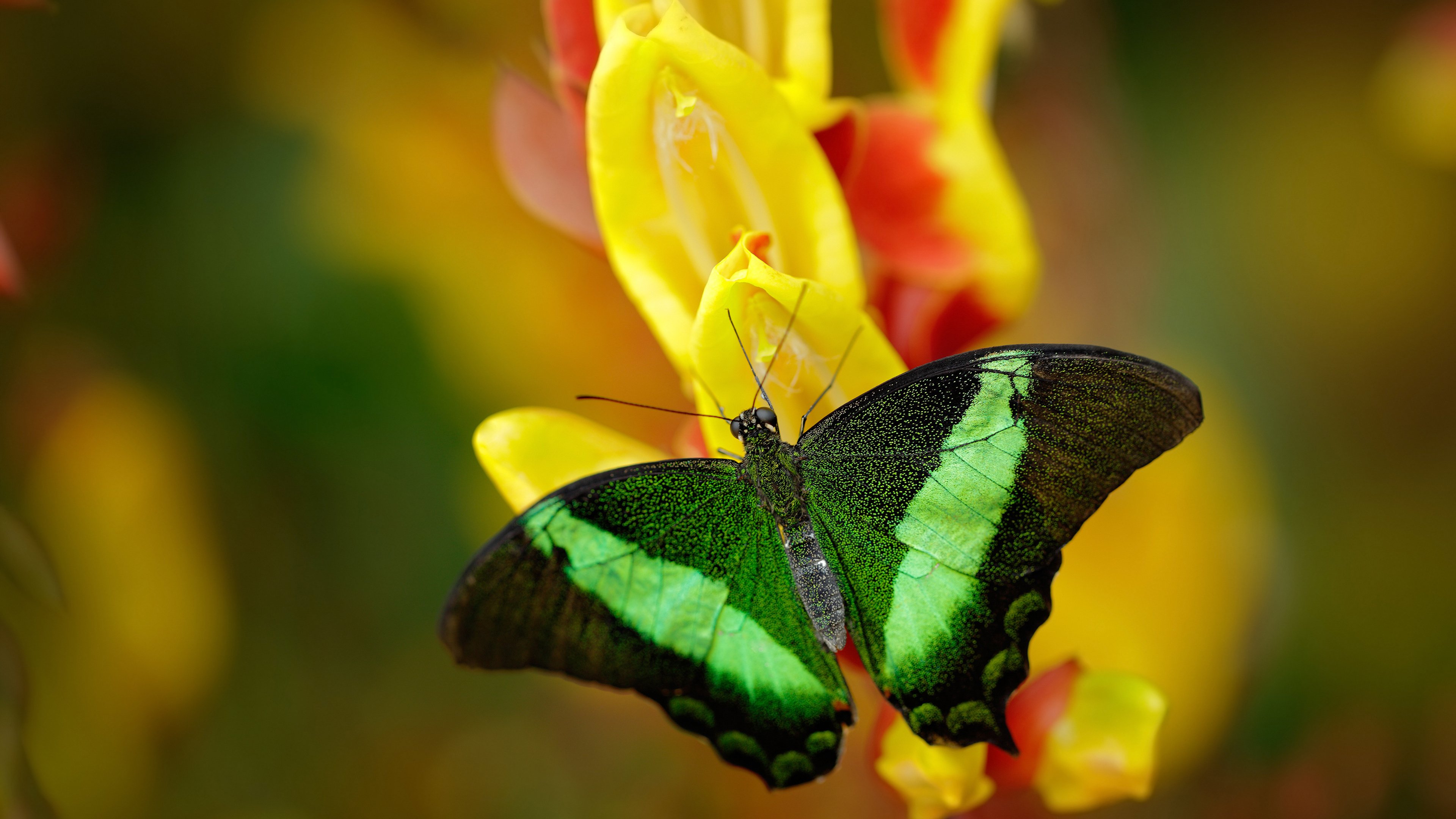 熊猫体育app官网-马拉维男篮在非洲锦标赛中再夺冠军，体育成就新里程碑，非洲国家马拉维